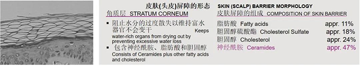 神經酰胺4.jpg