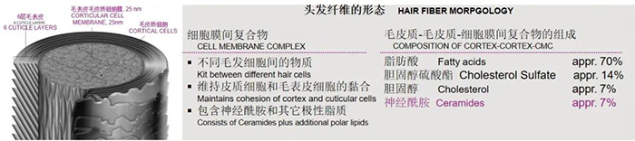 神經酰胺5.jpg